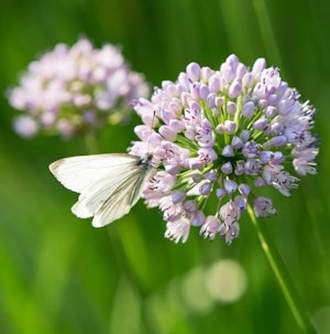 Onion Flowers