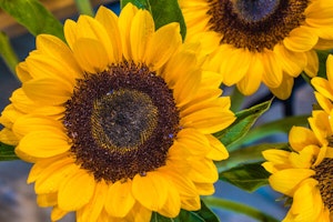 Sunflowers
