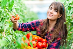 Woman Picking Tomatoes