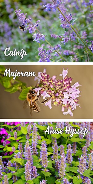 Herbs for Bees