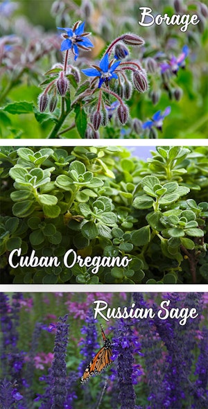 Herbs for Butterflies