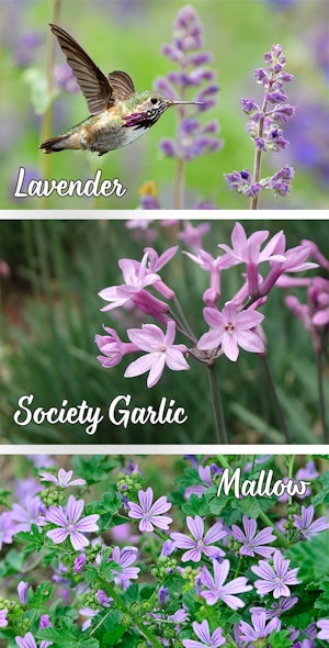 Herbs for Hummingbirds
