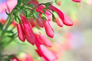 Red Yucca Plant