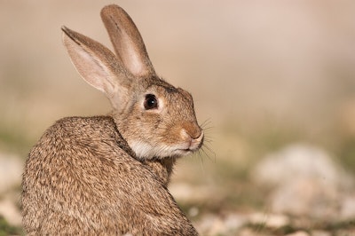 Bunny Rabbit