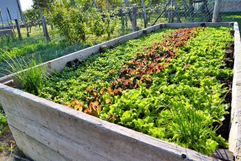 Raised Garden Bed