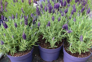 Lavender