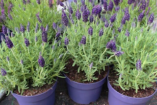 lavender potted