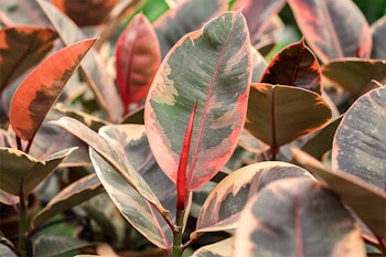 ruby rubber tree summerwinds california