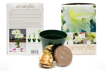 amaryllis DIY grow kit summerwinds california