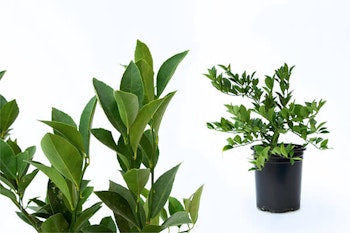 improved meyer lemon citrus plant summerwinds california