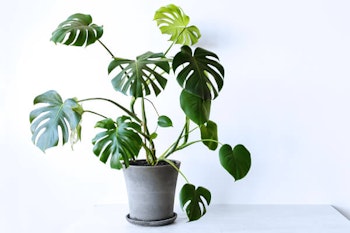 monstera houseplant summerwinds california