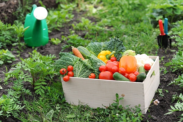 vegetable garden with harvested veggies summerwinds california