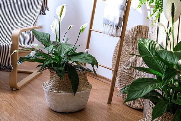 peace lily houseplant in bedroom summerwinds california