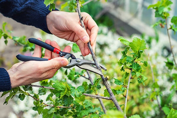 person caring for and pruning shrub summerwinds california