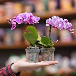 Little Pink Orchid