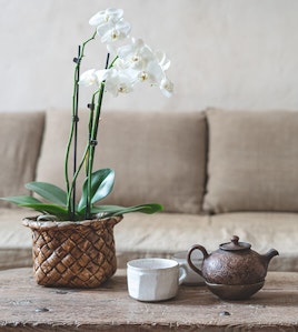 White Orchid