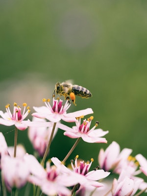 bees
