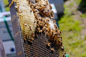 bees