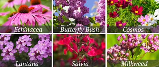 Attract Monarch Butterflies