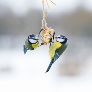 Birds eating seed