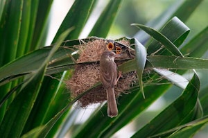 Bird nesting in grass