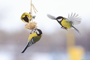 Birds eating seed