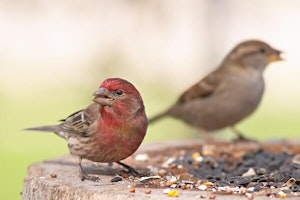 Bird benefits