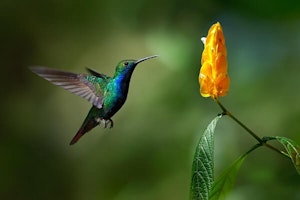 Hummingbird