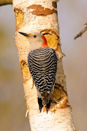 Woodpecker