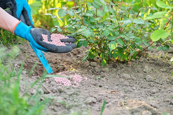 fertilizing rose bush summerwinds california