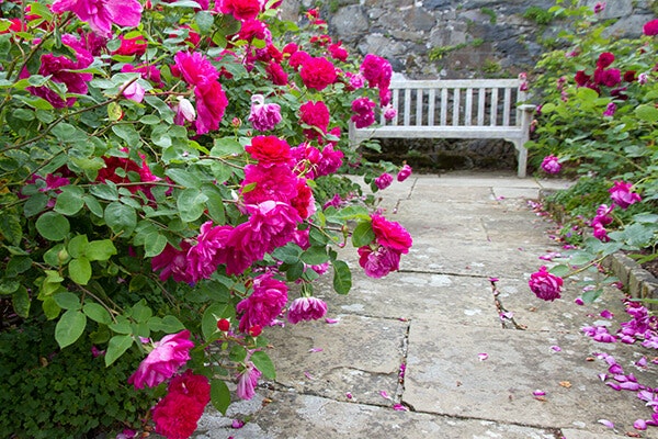 magenta roses next to white patio bench summerwinds california