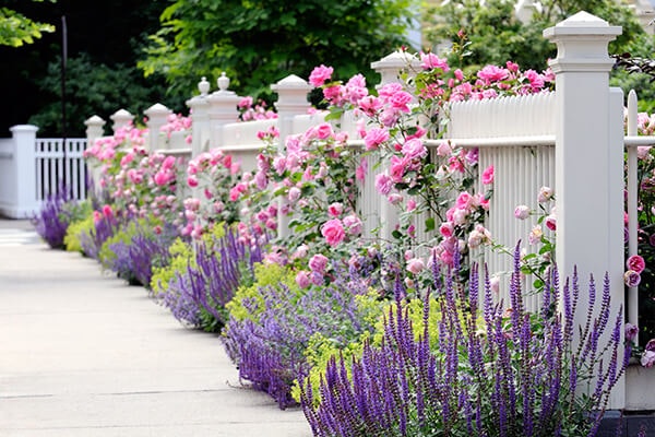 roses and lavender by white fence summerwinds california