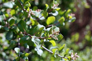 lemonade berry shrub summerwinds california