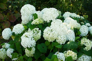 white hydrangea bush summerwinds california