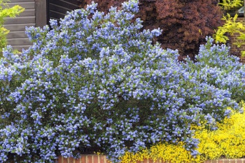 blue ceanothus shrub summerwinds california