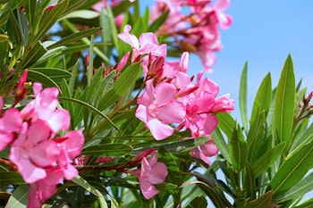 pink oleander flowers summerwinds california