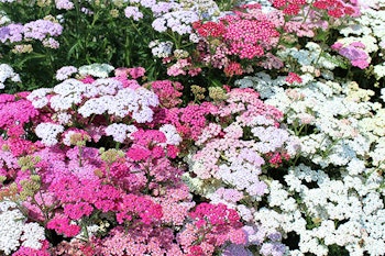 pink white yarrow summerwinds california