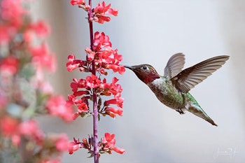 red salvia hummingbird summerwinds california