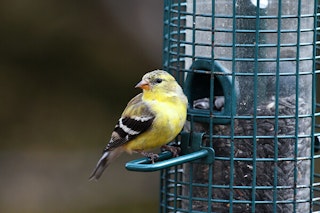 american goldfinch bird at tube feeder summerwinds california