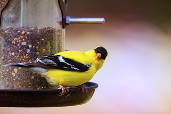 american goldfinch on bird feeder summerwinds california