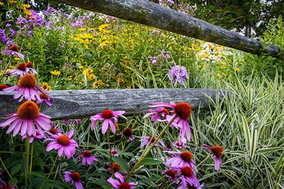 coneflowers wildflowers in native plant garden summerwinds california