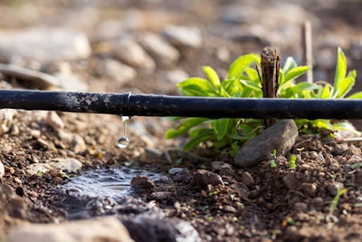 hose dripping on plant drip irrigation summerwinds california