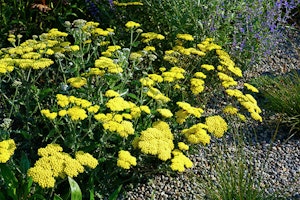 herbs rosemary parsley summerwinds california