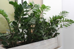 ZZ Houseplants