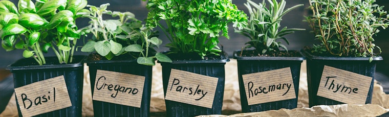 Herbs