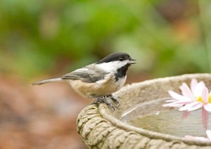 Birdbath