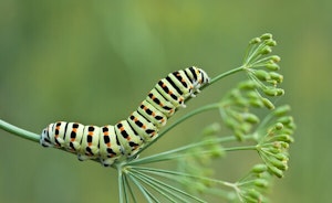 Caterpillar