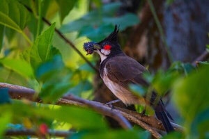 Bird in tree