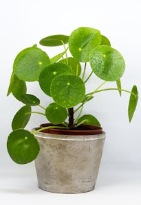 Chinese Money Plant