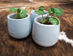 pilea peperomoides
